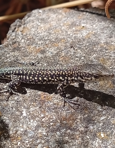 Podarcis lusitanicus