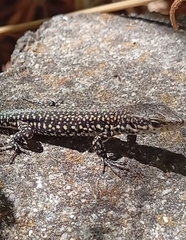 Podarcis lusitanicus