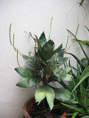 Chamaedorea metallica