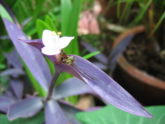 Tradescantia pallida