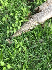 Lepisosteus platostomus