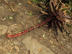 Tillandsia pastensis