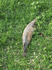 Lepisosteus platostomus