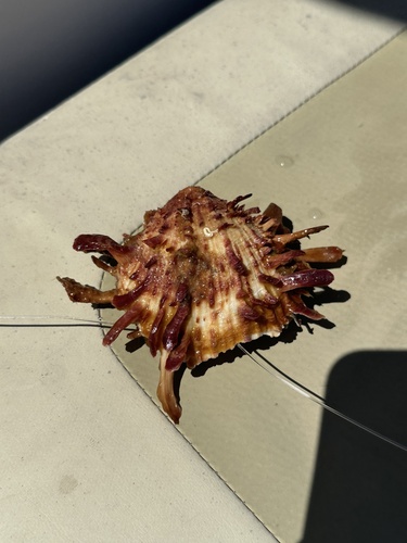Spondylus americanus, 2025-07-27