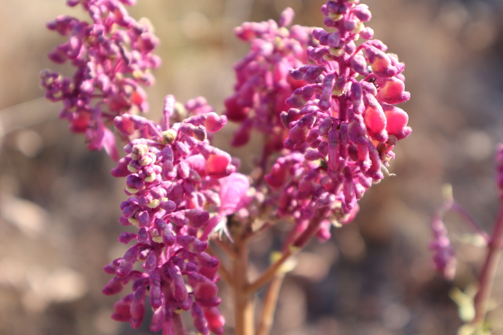 Alvesia rosmarinifolia