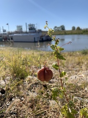 Cardiospermum halicacabum