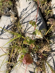 Cardiospermum halicacabum