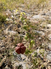 Cardiospermum halicacabum