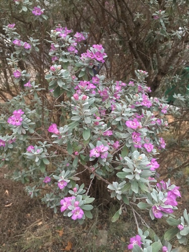 Leucophyllum frutescens