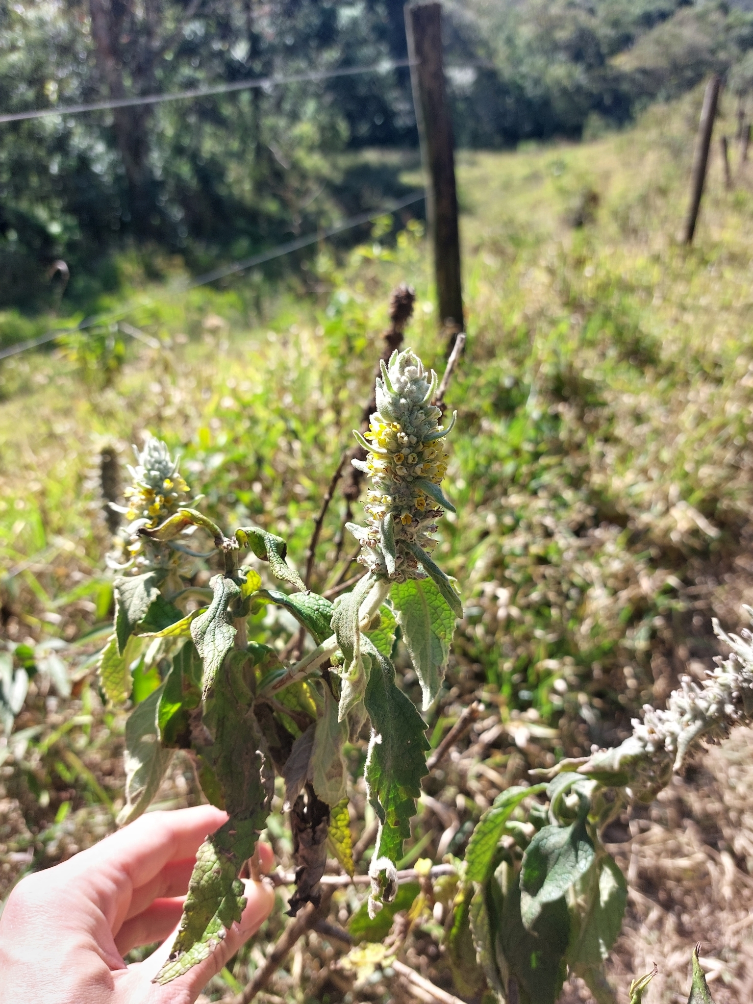 Buddleja stachyoides