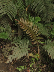 Blechnum cordatum