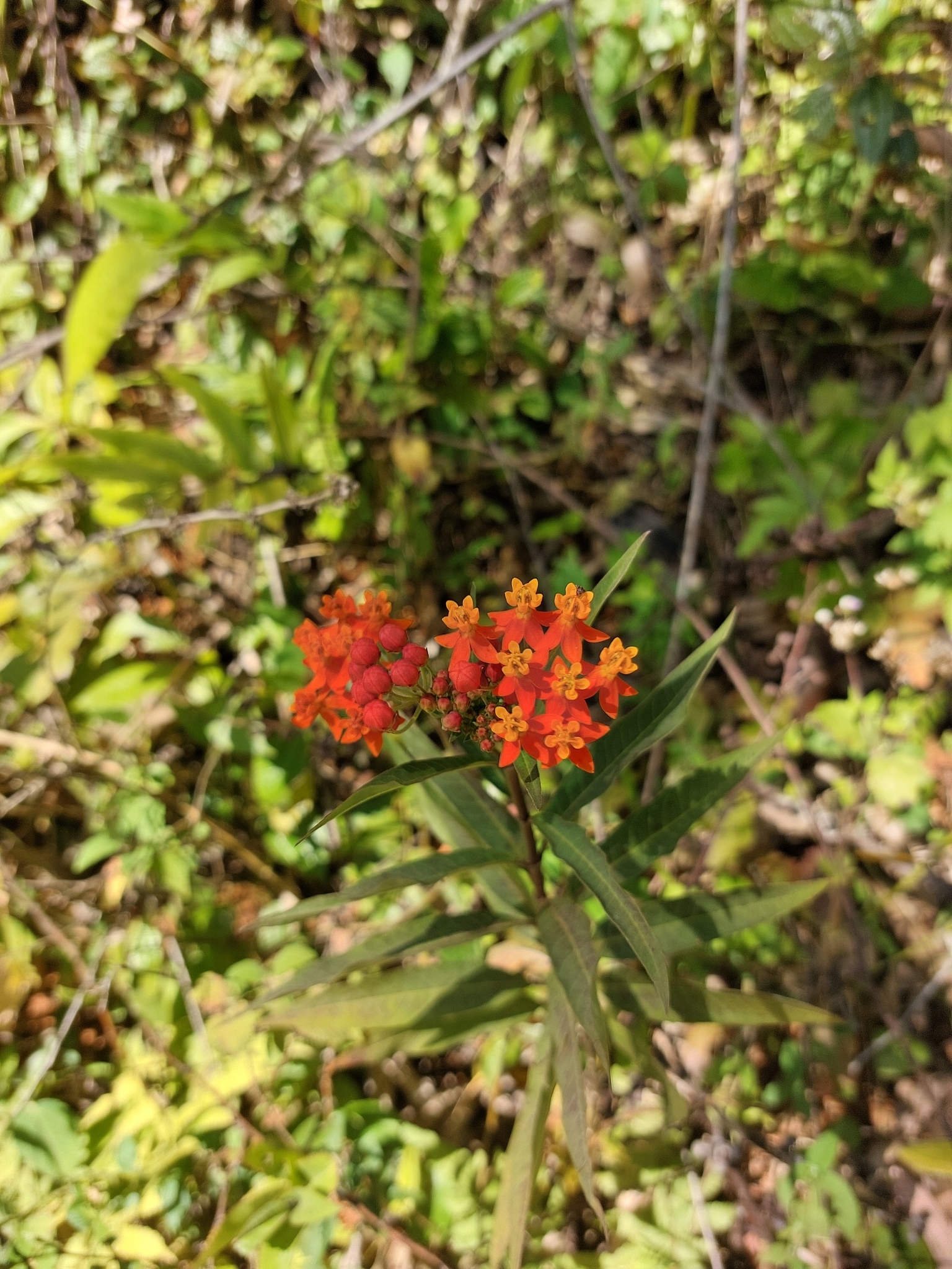 Asclepias curassavica