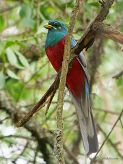 Apaloderma narina
