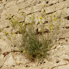 Aurinia sinuata