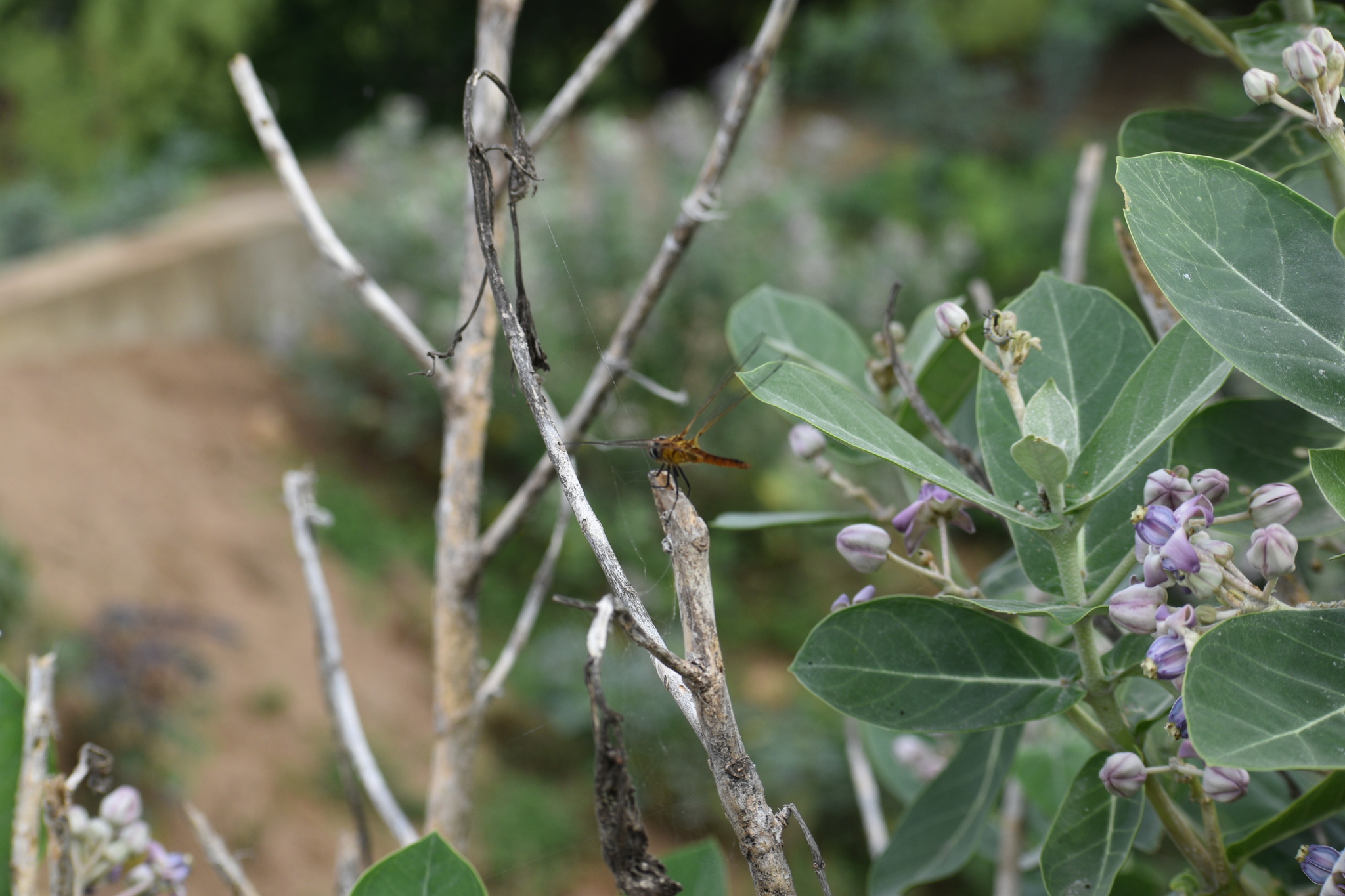 Greater Crimson Glider
