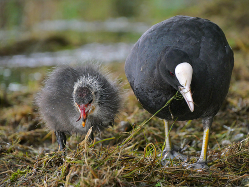 Focha común (Fulica atra)