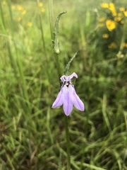 Lobelia glandulosa image