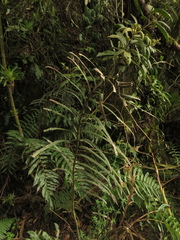 Blechnum cordatum