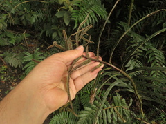 Blechnum cordatum