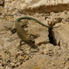 Dalmatolacerta oxycephala