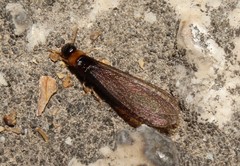 Kalotermes flavicollis