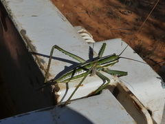 Terpandrus splendidus