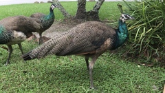 Pavo cristatus × muticus