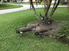 Pavo cristatus × muticus