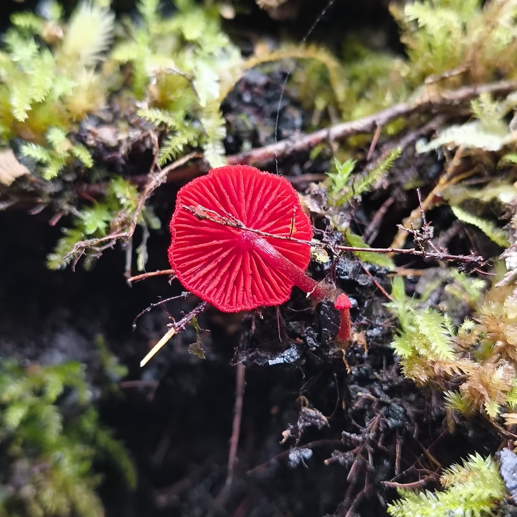 Cortinarius vinicolor · July 2025 · photo: © zedt (iNaturalist, cc-by)