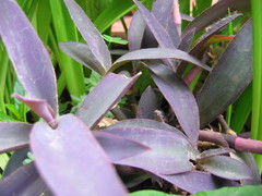 Tradescantia pallida
