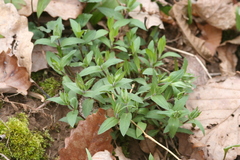 Stellaria pubera