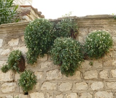 Pseudofumaria alba acaulis