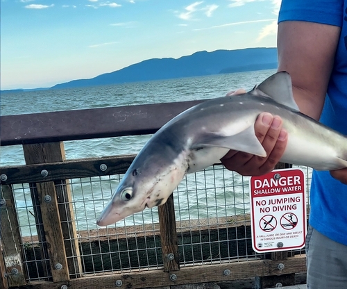 North Pacific Spiny Dogfish photographed in Washington