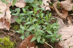 Stellaria pubera