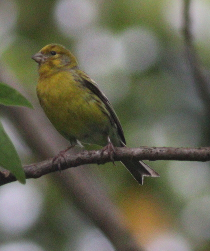 Serín canario (Serinus canaria)