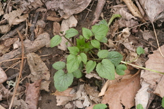 Valeriana pauciflora
