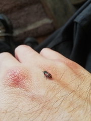 Arthrobrachus nigromaculatus