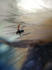 Arthrobrachus nigromaculatus