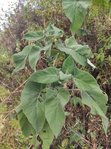 Arrowleaf Sage (Salvia sagittata)