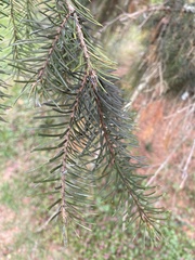 Picea omorika