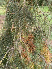 Picea omorika