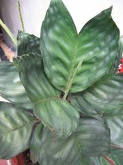 Chamaedorea metallica