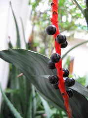 Chamaedorea metallica