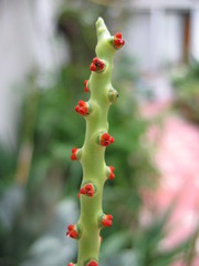 Chamaedorea metallica