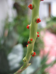 Chamaedorea metallica