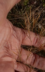 Aristida desmantha
