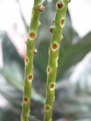 Chamaedorea metallica