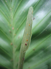 Chamaedorea metallica