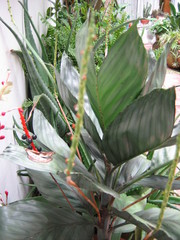 Chamaedorea metallica