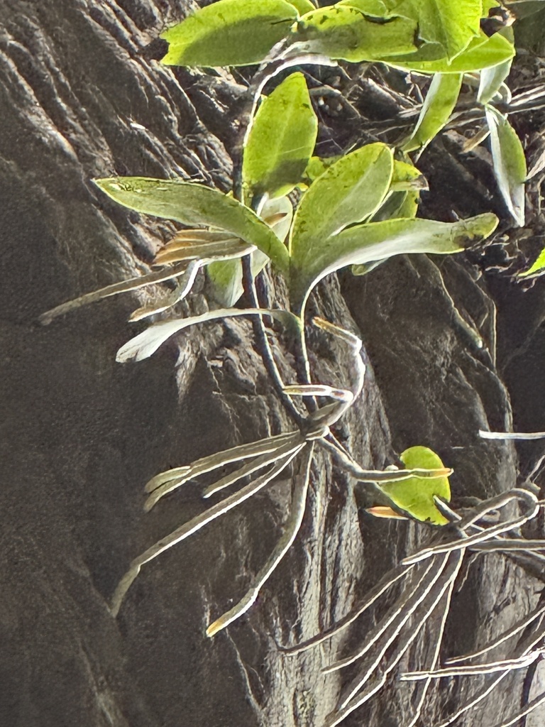 Barkeria vanneriana